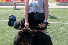 Międzynarodowa Wystawa Psów Rasowych