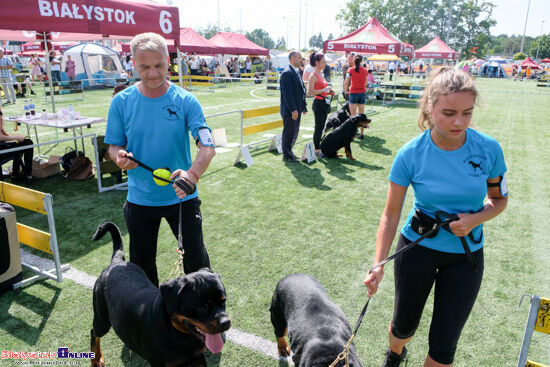 Międzynarodowa Wystawa Psów Rasowych