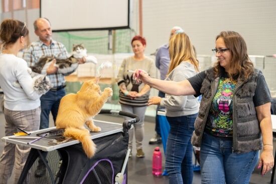 Wystawa Kotów Rasowych w Białymstoku