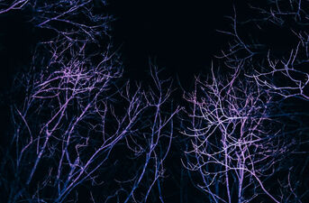 Rocznica Akcji Lutowej