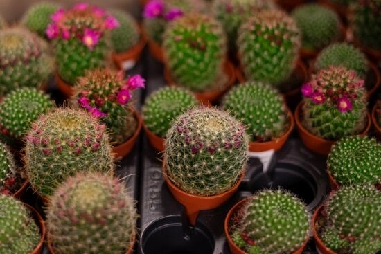 Festiwal Roślin na Stadionie Miejskim