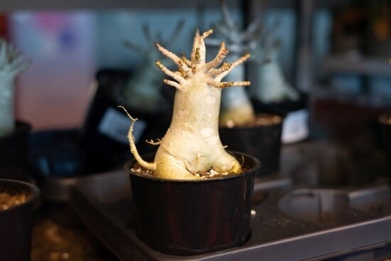 Festiwal Roślin na Stadionie Miejskim