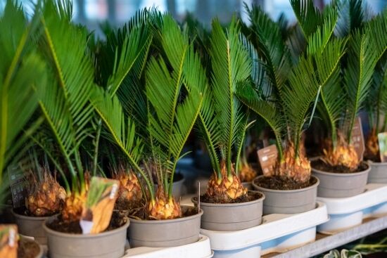 Festiwal Roślin na Stadionie Miejskim