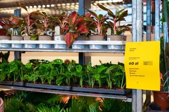 Festiwal Roślin na Stadionie Miejskim