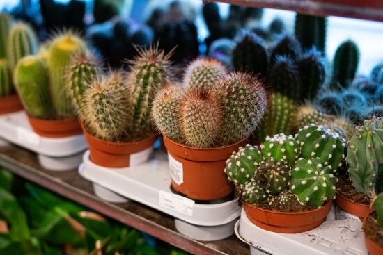 Festiwal Roślin na Stadionie Miejskim