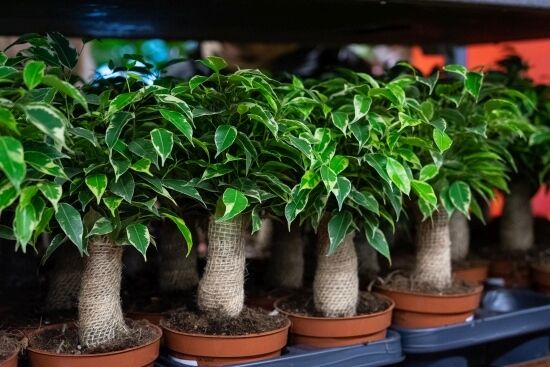Festiwal Roślin na Stadionie Miejskim