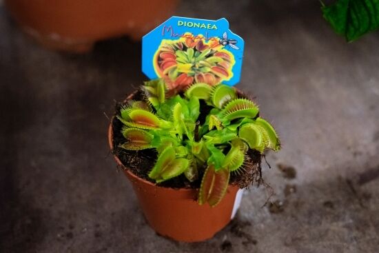 Festiwal Roślin na Stadionie Miejskim