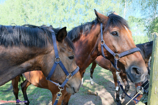 X Festiwal Kultury Tatarskiej