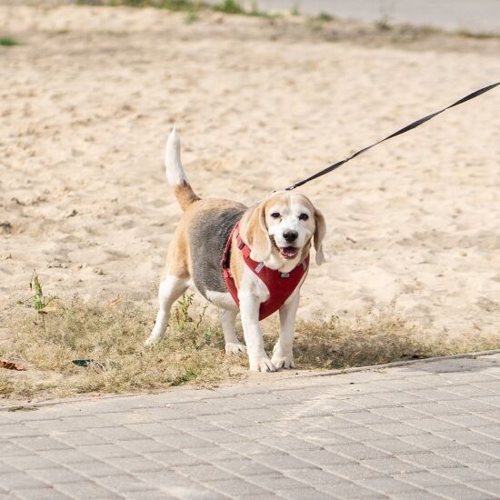 Białystok Biega - Szybka Dycha
