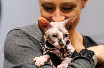 10 Międzynarodowa Wystawa Kotów Rasowych