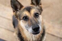 Pieski do adopcji ze schroniska w Białymstoku