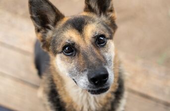 Pieski do adopcji ze schroniska w Białymstoku