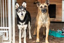 Pieski do adopcji ze schroniska w Białymstoku