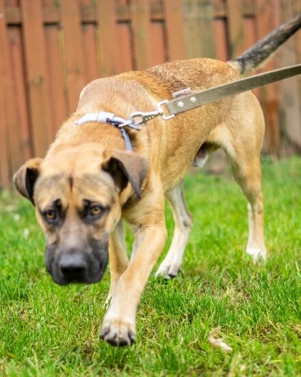 2023.11.03 - Pieski do adopcji ze schroniska w Białymstoku