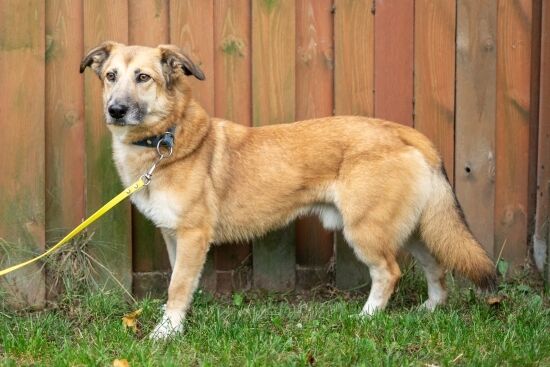 2023.11.03 - Pieski do adopcji ze schroniska w Białymstoku