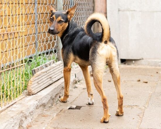 2023.11.03 - Pieski do adopcji ze schroniska w Białymstoku