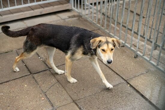 2023.11.03 - Pieski do adopcji ze schroniska w Białymstoku
