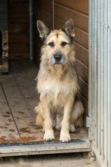 2023.11.03 - Pieski do adopcji ze schroniska w Białymstoku