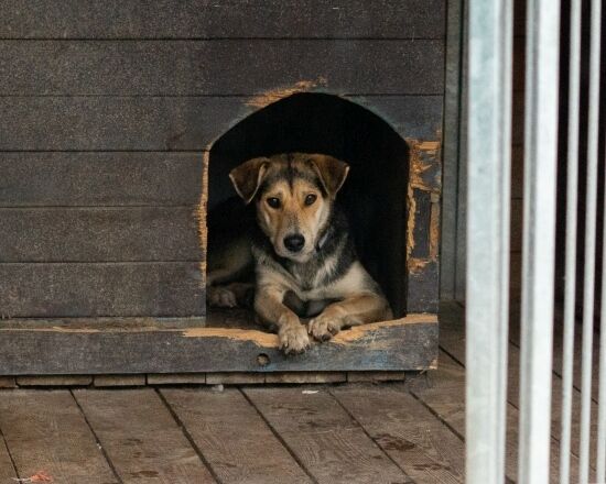 2023.11.03 - Pieski do adopcji ze schroniska w Białymstoku