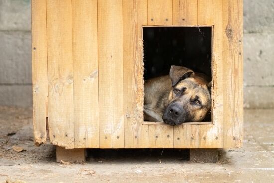 2023.11.03 - Pieski do adopcji ze schroniska w Białymstoku
