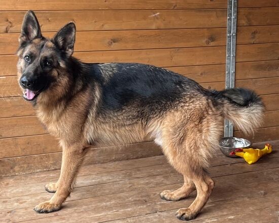 2023.11.03 - Pieski do adopcji ze schroniska w Białymstoku