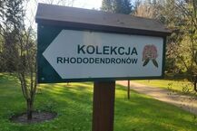 Arboretum w Kopnej Górze 