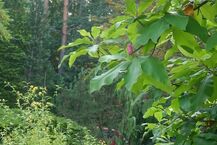 Arboretum w Kopnej Górze 