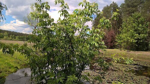 Arboretum w Kopnej Górze 