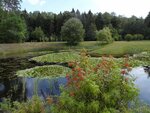 Arboretum w Kopnej Górze 