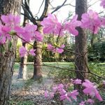 Arboretum w Kopnej Górze 