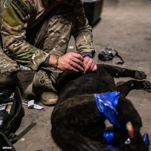 2023.11.14 - Warsztaty psów bojowych 