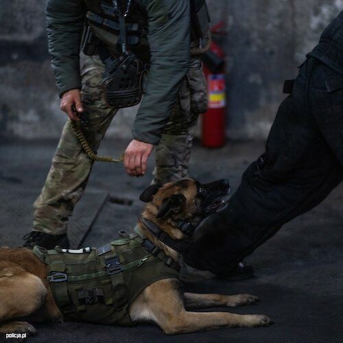 2023.11.14 - Warsztaty psów bojowych 