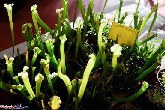 2024.02.25 Event terrarystyczny w Białymstoku