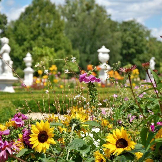 Letnie kwiaty w Białymstoku 