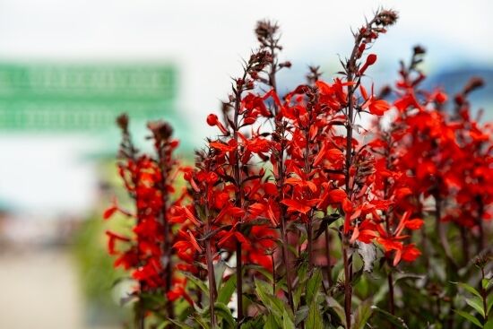 2024.07.13 - Dwudniowe Targi Ogrodnicze. Targowisko EKO Centrum przy Andersa