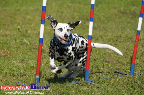 Piknik Agility