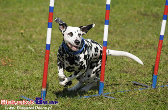 Piknik Agility