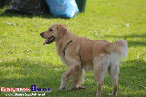 Piknik Agility