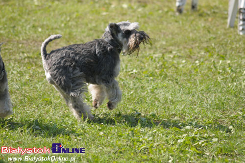 Piknik Agility