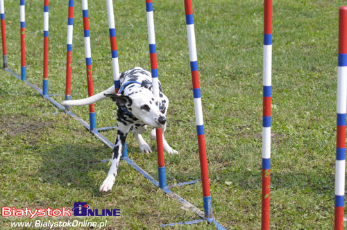 Piknik Agility