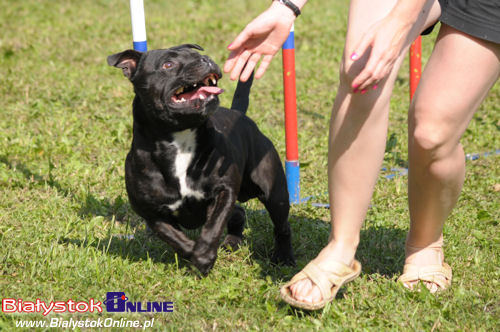 Piknik Agility