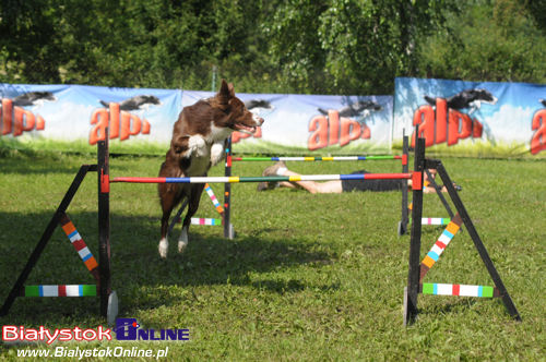 Piknik Agility