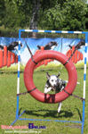 Piknik Agility