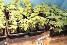 Uprawa marihuany zlikwidowana przez policję