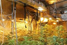 Uprawa marihuany zlikwidowana przez policję