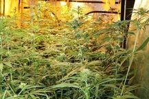 Uprawa marihuany zlikwidowana przez policję