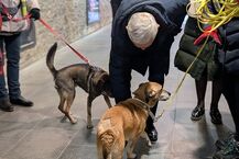 Wystawa ze zdjęciami zwierząt z białostockiego schroniska