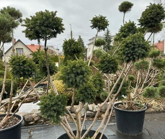 Bonsai