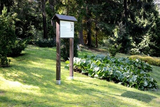 Arboretum w Kopnej Górze 