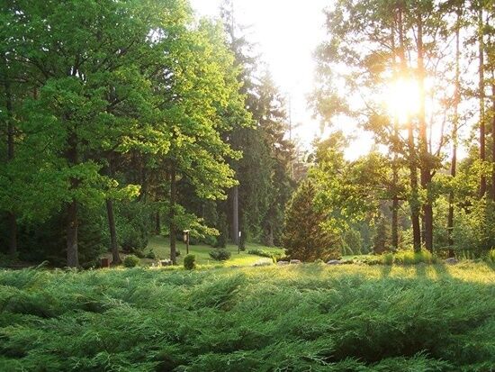 Arboretum w Kopnej Górze 